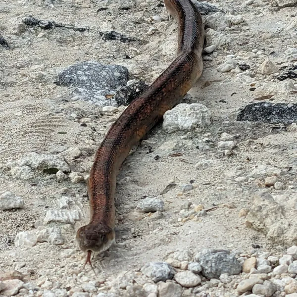 Large snake