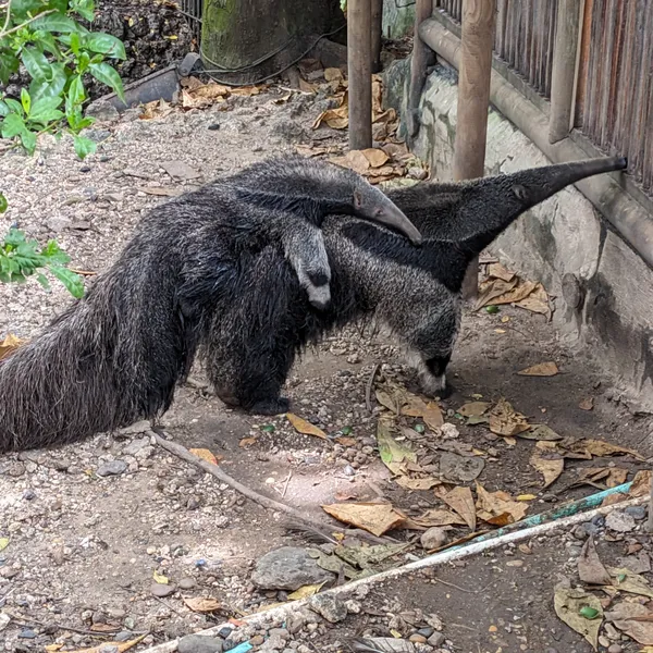 Two anteaters