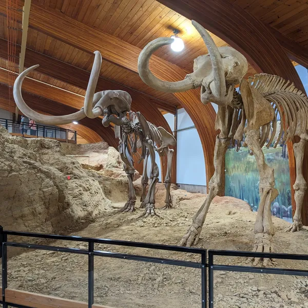 Two complete mammoth skeletons.