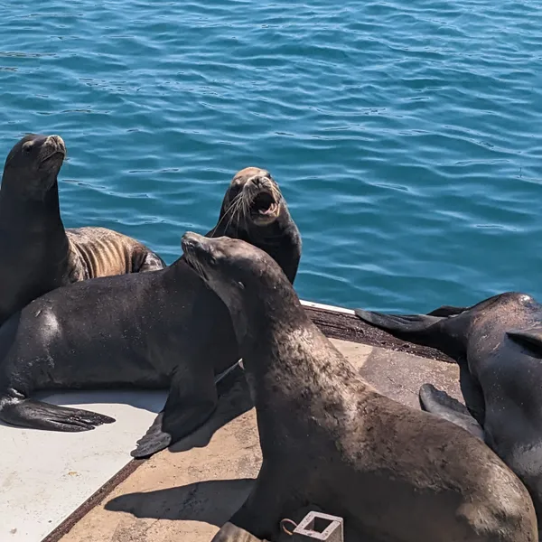 Sealions on a dock