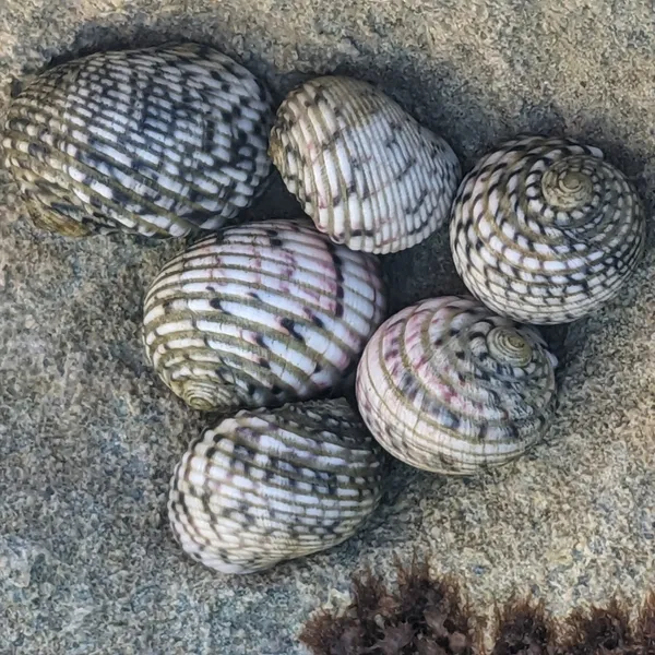 Occupied shells in a cluster
