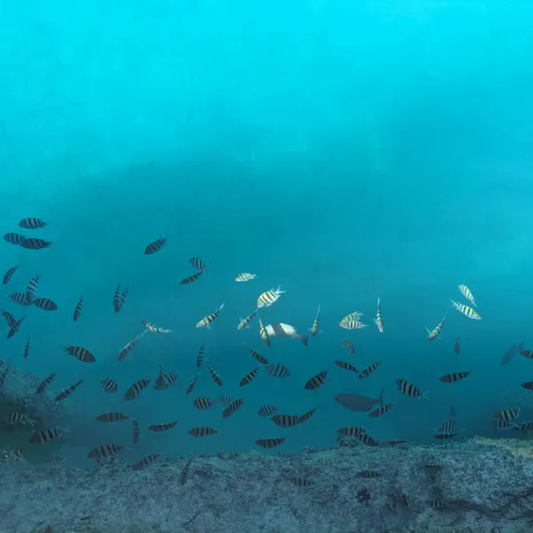 School of fish from above.