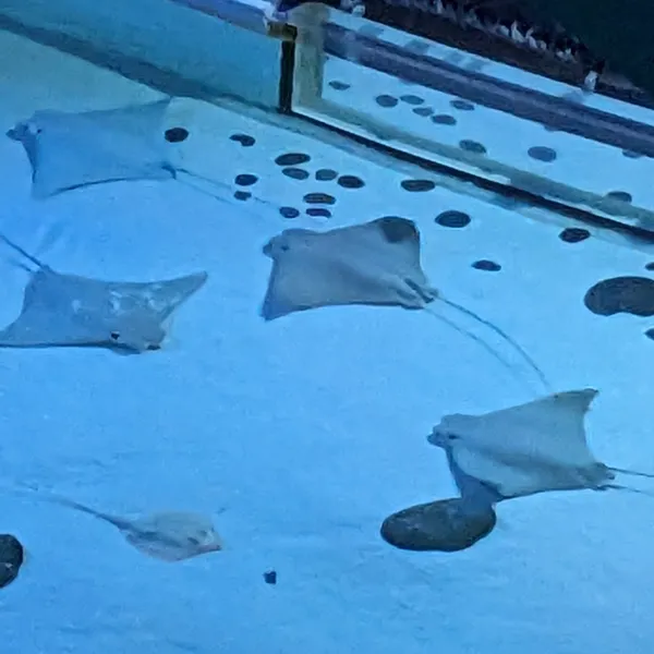 Rays in an aquarium