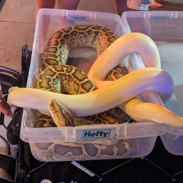 Snakes in a plastic tub