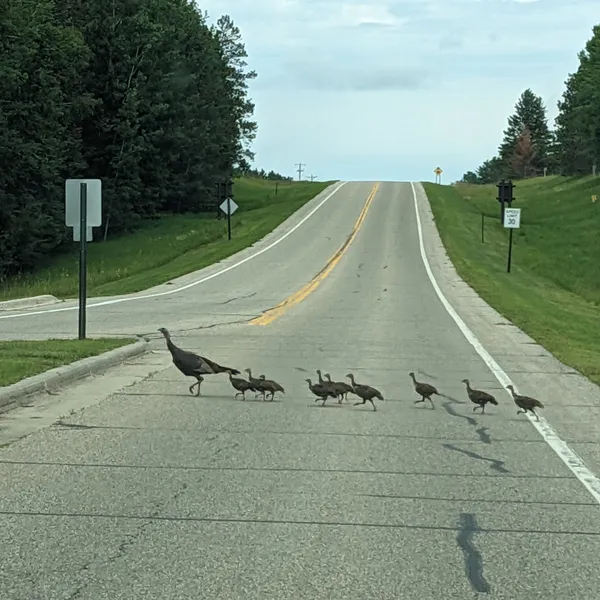 Family of wild turkeys