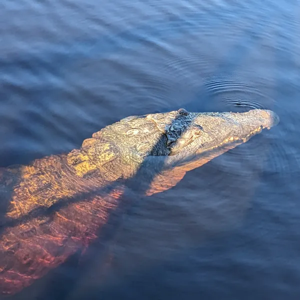 Large crocodile