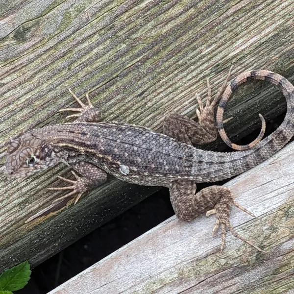 Small sturdy lizard with a curled tail.