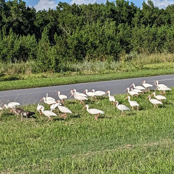 flock of ibis
