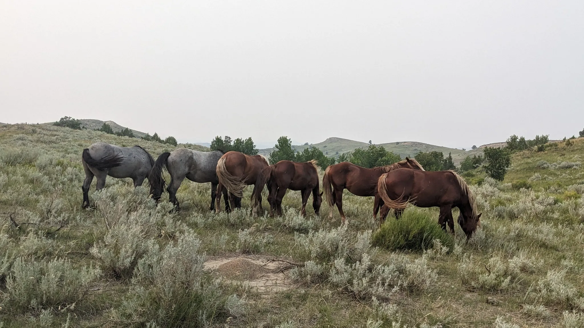 Wild horses